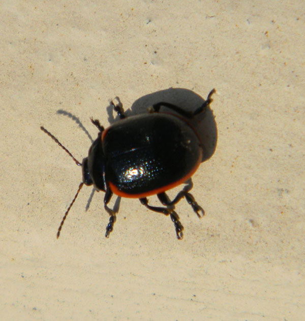 Chrysomela sanguinolenta?